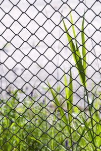 Fence, nature, grass, close-up, Fence, nature, grass, close-up,